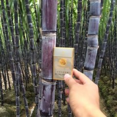 广西壮乡特产黑皮甘蔗上市啦