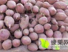 开封县范村杜辉9月里外红红苏八红薯