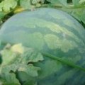 昌乐城南秋季花皮无籽西瓜产销两旺