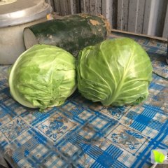 玉田虹桥张庆录9月中甘21甘蓝