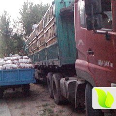 2015公主岭土豆今年价格有看点