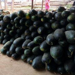 通许竖岗子弹头黑皮冬瓜颜色鲜亮