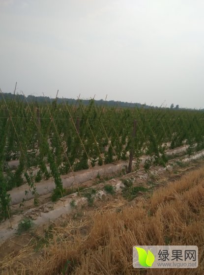 2015年山东莘县白玉山药价格