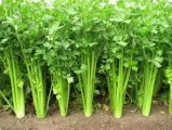 2015年江苏铜山皇妃芹菜价格