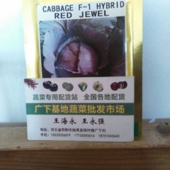 曲周甘蓝著名品牌,侯村王海永诚信合作