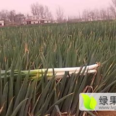 平度大葱今年比往年少很多