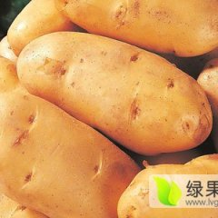 肥城桃园王金良9月荷兰十五土豆