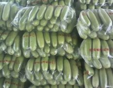 山东东昌府绿美人西葫芦火爆招商中