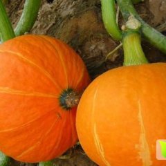 黑龙江宾县金红冠南瓜营养丰富