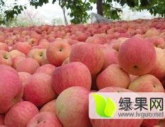 冠县苹果品质优良兰沃贾辉诚信合作