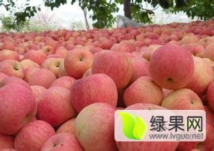 2015年山东冠县红苹果价格
