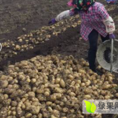 双城乐群范旭军9月延薯四号土豆