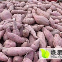 四川雁江徐薯18号红薯早买早赚