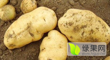 大量供应荷兰15