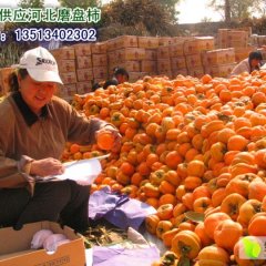 河北省保定市满城区 柿子沟磨盘柿大量出售