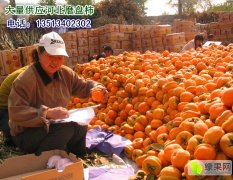 河北省保定市满城区 柿子沟磨盘柿大量出售