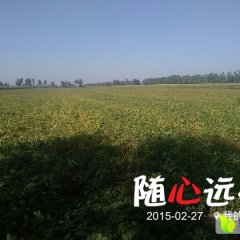 双城幸福乡延薯四号土豆价格适宜