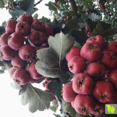 昌邑奎聚平殿增10月大金星山楂