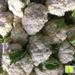 2015铜山菜花价格波动不大