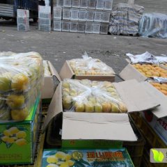 贵港水果批发市场 月柿 脆柿代销