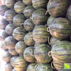 2017清苑西瓜今年价格有看点