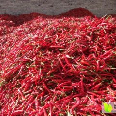 河南省境内福建辣椒王火热上市张伟杰正大合作