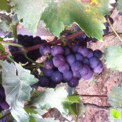 沂源东里巨峰葡萄营养丰富