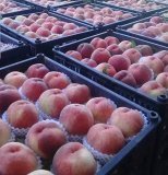 陕西大荔毛桃蜜桃聚焦市场