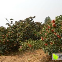 山西绛县大金星山楂长势旺盛