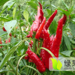 2015靖州辣椒今年价格有看点