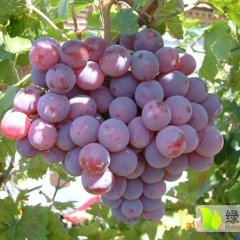 甘肃敦煌市七里镇万亩红提生产基地