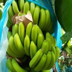 广西南宁坛洛香蕉之乡