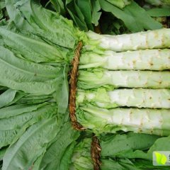 泰安范镇莴苣大量上市