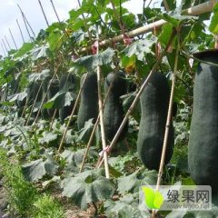 河南郸城子弹头黑皮冬瓜聚焦市场