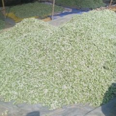 故城建国李文宝7月花韭菜