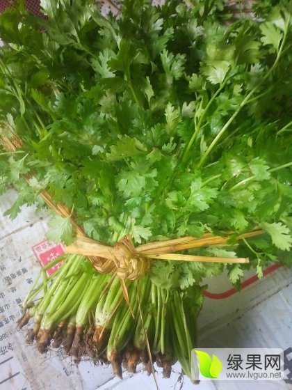 2015年河北故城大叶香菜价格