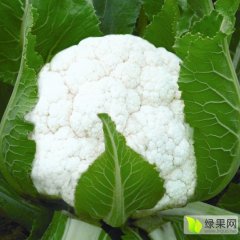2015东昌府沙镇有机花菜刚上市当中