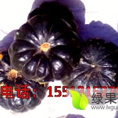 大量供应山西神池黑皮南瓜树华诚信代收口感细