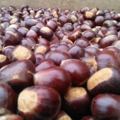蒙阴板栗随行就市野店镇板栗代销代购一手货源