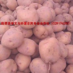 一点红 价格适宜 黄皮黄肉