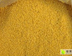肥城西虎小米产量大，质量优！