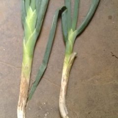 山东昌乐长白大葱营养丰富