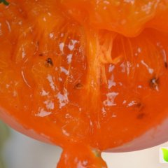 蒲城软甜柿子熟了不能在错过了