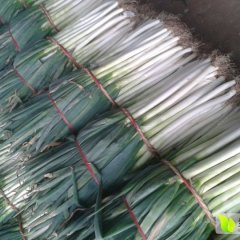 2015滕州大葱价格波动不大粗葱，细葱可以选择