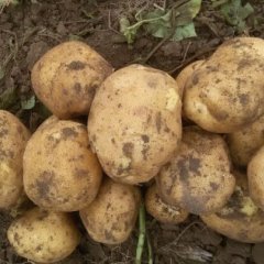 扶余三岔尤金885土豆个大,形状好，干净，无杂质