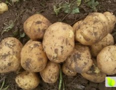 扶余三岔尤金885土豆个大,形状好，干净，无杂质