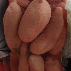 饶阳红薯早买早赚,姚庄李恩同诚信合作