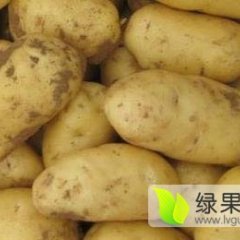供应河北土豆量大价低