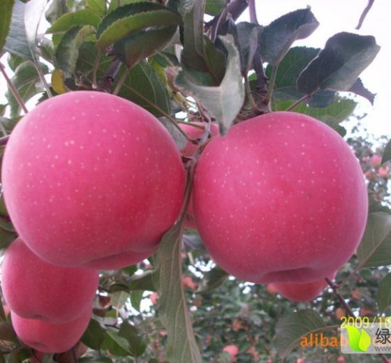 2015年陕西旬邑红富士价格