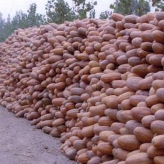 江苏盐城 金韩密本南瓜速来抢购